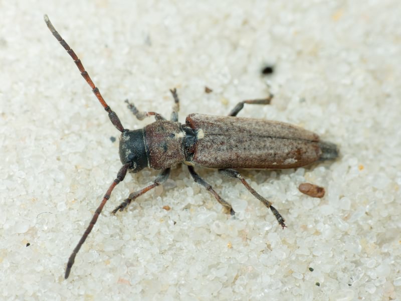 Phytoecia (Cardoria) scutellata (Fabricius, 1793)